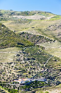 vineyars douro Valley, Portekiz