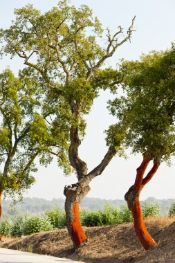 Cork oaks, Alentejo, Portugal clipart