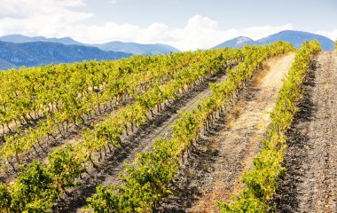 Vineyars near Saint-Paul-de-Fenouillet, Languedoc-Roussillon, Fr clipart
