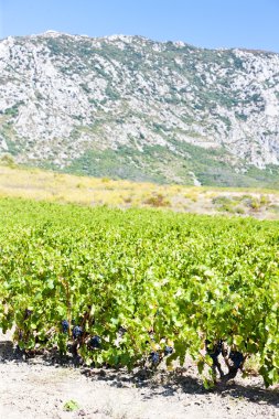 saint-paul-de-fenouillet, languedoc-roussillon, fr yakınındaki vineyars