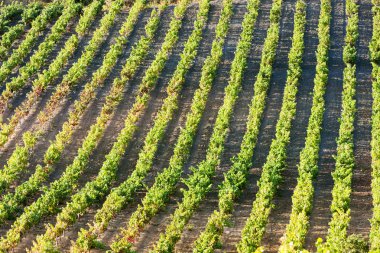 vineyars yakın tautavel, languedoc-roussillon, Fransa