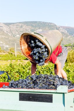 şarap hasat fitou Unvan, languedoc-roussillon, Fransa