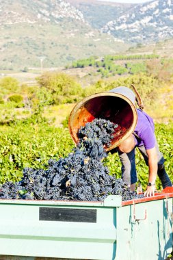 Wine harvest in Fitou appellation, Languedoc-Roussillon, France clipart