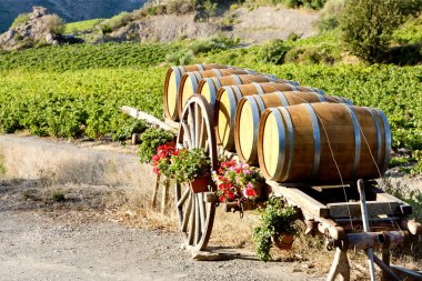 Vineyard with barrels, Villeneuve-les-Corbieres, Languedoc-Rouss clipart