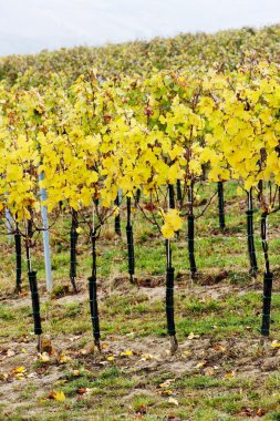 Vineyard Güz, Çek Cumhuriyeti