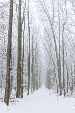 Snowy road, Czech Republic clipart