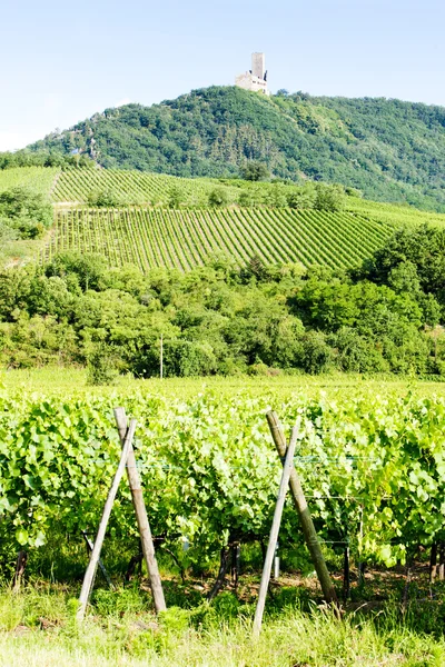 Wijngaarden met kasteel ortenbourg, Elzas, Frankrijk — Stockfoto