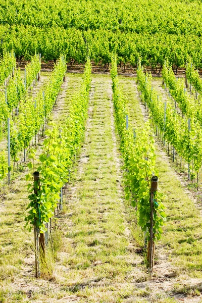 Wijngaard, Elzas, Frankrijk — Stockfoto