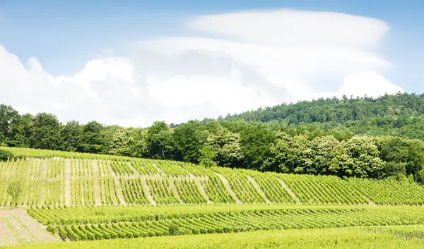 Winnice wokół wsi hunawihr, Alzacji, Francja — Zdjęcie stockowe