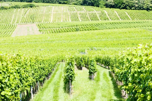Wijngaarden rond het dorp van hunawihr, Elzas, Frankrijk — Stockfoto