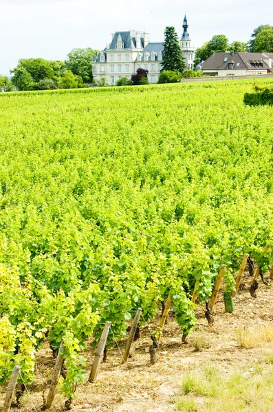 Grand cru wijngaard in de buurt van fixin, Côte de nuits, Bourgondië, Frankrijk — Stockfoto
