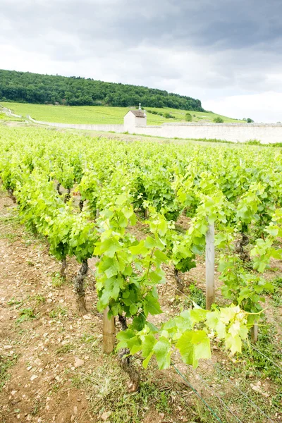 Виноградників поблизу Жевре-Шамбертен, Кот-де-Nuits, Бургундія, Франк — стокове фото
