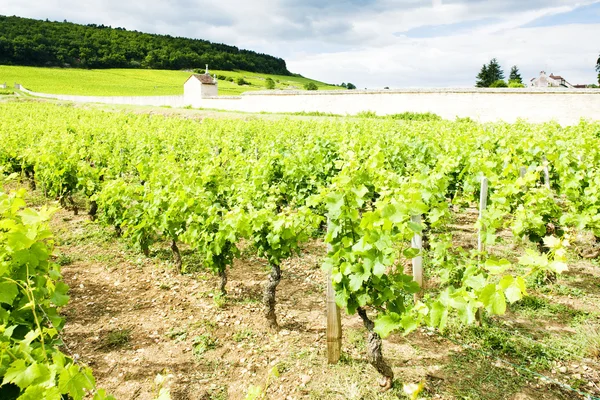 Vineyards near Gevrey-Chambertin, Cote de Nuits, Burgundy, Franc — Stock Photo, Image