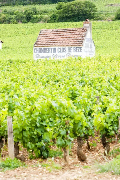 Wijngaarden in de buurt van gevrey-chambertin, cote de nuits, Bourgondië, Frank — Stockfoto