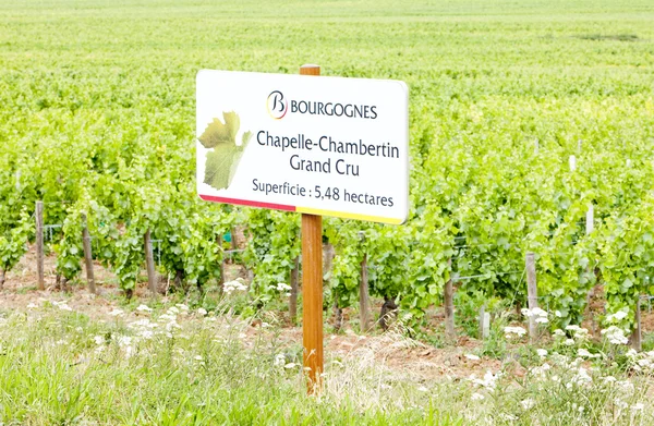 stock image Grand cru vineyard of Chapelle-Chambertin, Cote de Nuits, Burgun