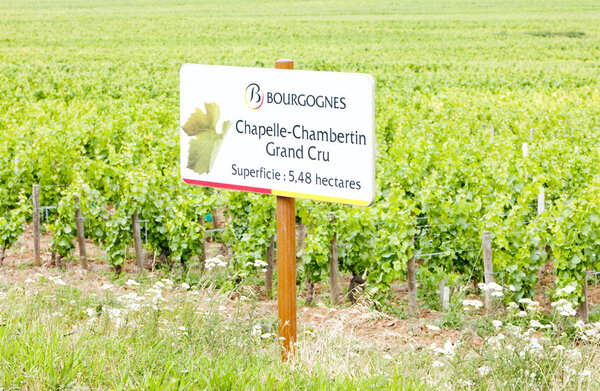 Grand cru vineyard of Chapelle-Chambertin, Cote de Nuits, Burgun