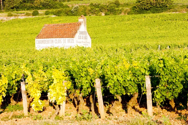 Vignobles près de Gevrey-Chambertin, Côte de Nuits, Bourgogne, Franc — Photo