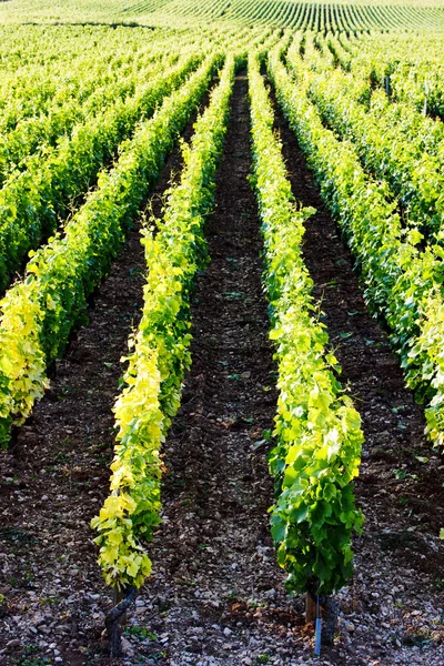 Виноградники возле Жевре-Чембертена, Кот-де-Нуит, Бургундия, Франк — стоковое фото