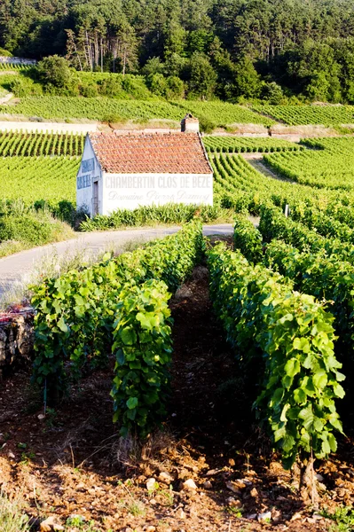 Vingårdarna nära gevrey-chambertin, cote de nuits, burgundy, franc — Stockfoto