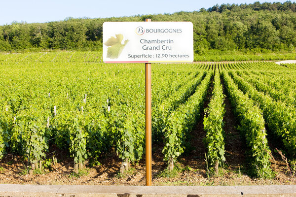 Grand Cru vineyards Chambertin, Burgundy, France
