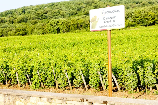 Grand cru vingårde Chambertin, Bourgogne, Frankrig - Stock-foto