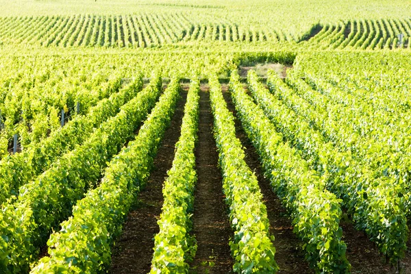 Viñedos cerca de Gevrey-Chambertin, Costa de Nuits, Borgoña, Franco —  Fotos de Stock