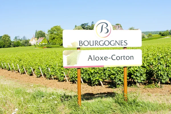 Виноградники Aloxe-Corton, Бургундия, Франция — стоковое фото