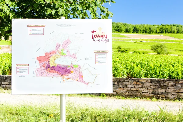 stock image Vineyards of Cote de Beaune region, Burgundy, France