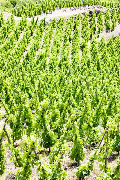 Grand cru wijngaarden, cote rotie, rhone-alpes, Frankrijk — Stockfoto