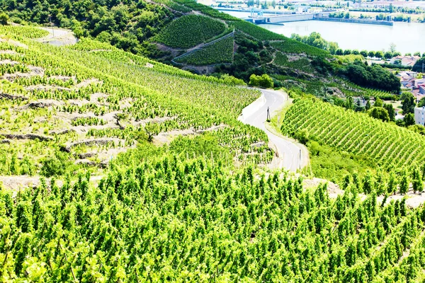 Grand cru vineyards, Costa Rotie, Rhone-Alpes, Francia — Foto Stock