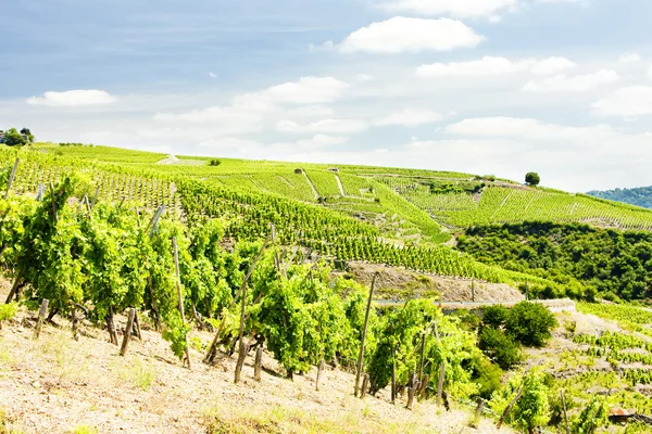 Grand cru viinitilat, Norsunluurannikko, Rhone-Alpes, Ranska — kuvapankkivalokuva