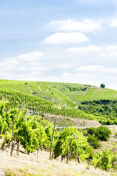 Grand cru winnic, kurnik rotie, Rodan Alpy, Francja — Zdjęcie stockowe