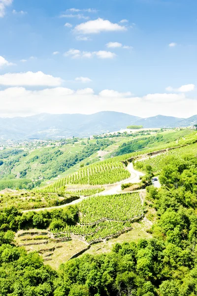Виноградники Кот-Роти, Рона-Альпы, Франция — стоковое фото
