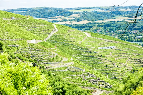 Grand cru vineyards, Cote Rotie, Rhone-Pées, France — стоковое фото