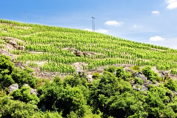 Grand cru vineyard, Cote Rotie, Rhone-Alpes, France — Stock Photo, Image