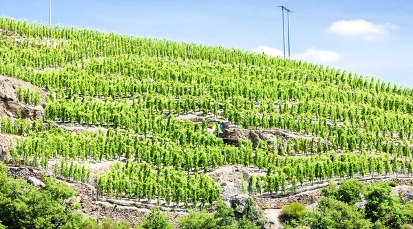 Grand cru winnicy, cote rotie, Rodan Alpy, Francja — Zdjęcie stockowe
