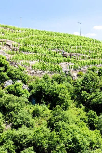 Grand cru vineyard, Cote Rotie, Rhone-Alpes, France — Stock Photo, Image