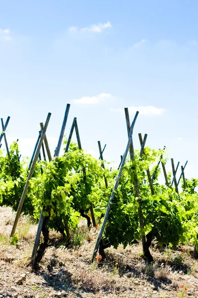 Grand cru vineyards, Cote Rotie, Rhone-Pées, France — стоковое фото