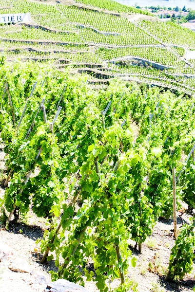 Grand cru vingårder, Cote Rotie, Rhône-Alpes, Frankrike – stockfoto