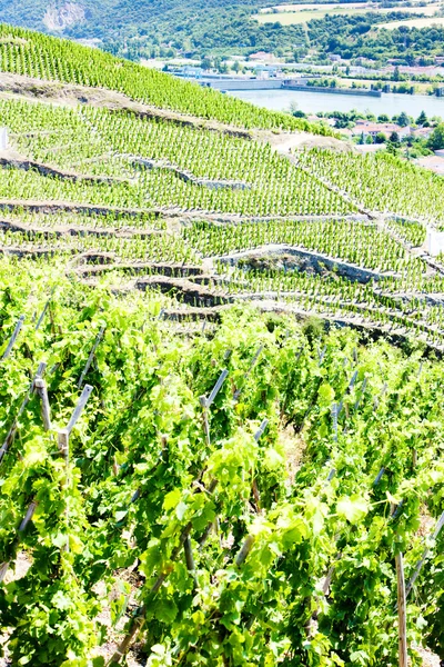 Grand cru wijngaarden, cote rotie, rhone-alpes, Frankrijk — Stockfoto