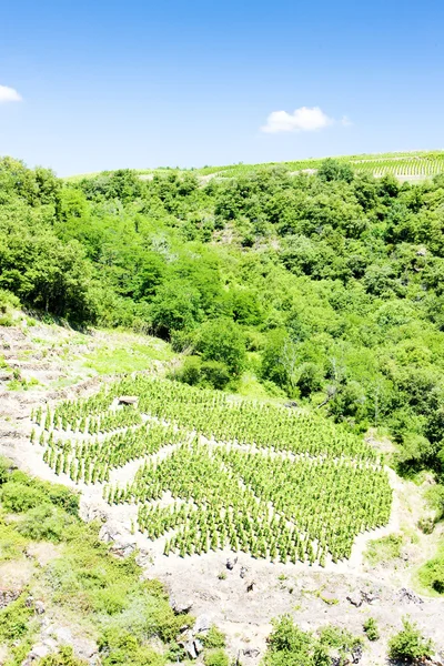 Wijngaarden van de Côte-rotie, rhone-alpes, Frankrijk — Stockfoto