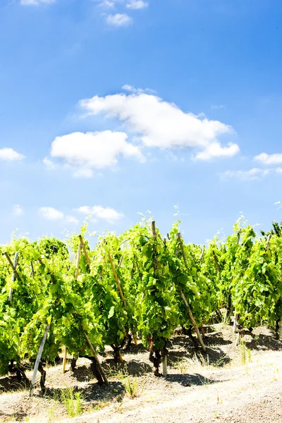 Grand cru vineyards, Cote Rotie, Rhone-Alpes, France — Stock Photo, Image