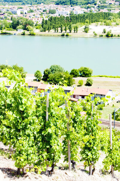 виноградник Кот-Кондье, Рона-Альпы, Франция
