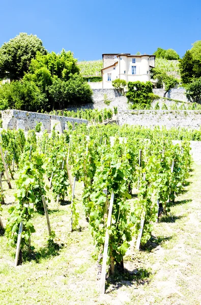Vinice chateau grillet, rhone-alpes, Francie — Stock fotografie
