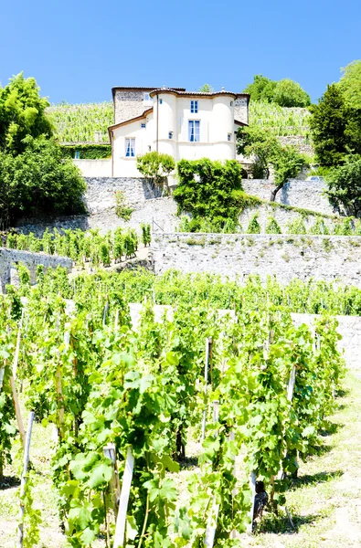Wijngaard van Château grillet, rhone-alpes, Frankrijk — Stockfoto