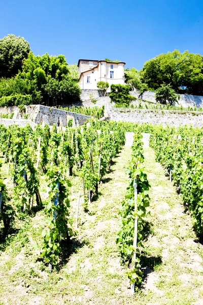 Vinice chateau grillet, rhone-alpes, Francie — Stock fotografie