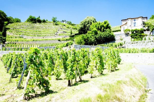 Виноградник Chateau Grillet, Рона Альпи, Франція — стокове фото