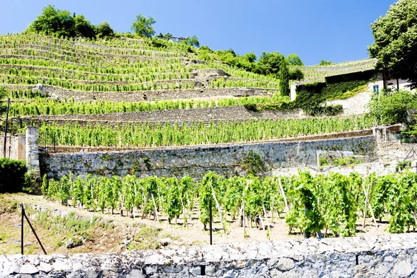 Виноградник Шато-Грийе, Рона-Альпы, Франция — стоковое фото