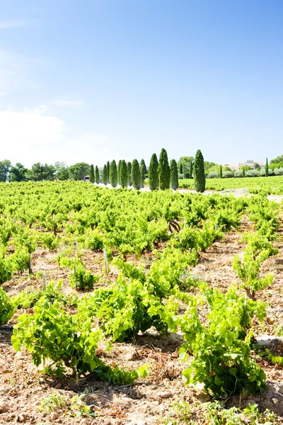 Chateauneuf-du-Pape yakınlarındaki üzüm bağları, Provence, Fransa — Stok fotoğraf
