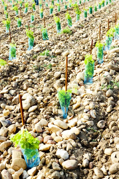 Winnice w pobliżu Chateauneuf-du-Pape, Prowansja, Francja — Zdjęcie stockowe